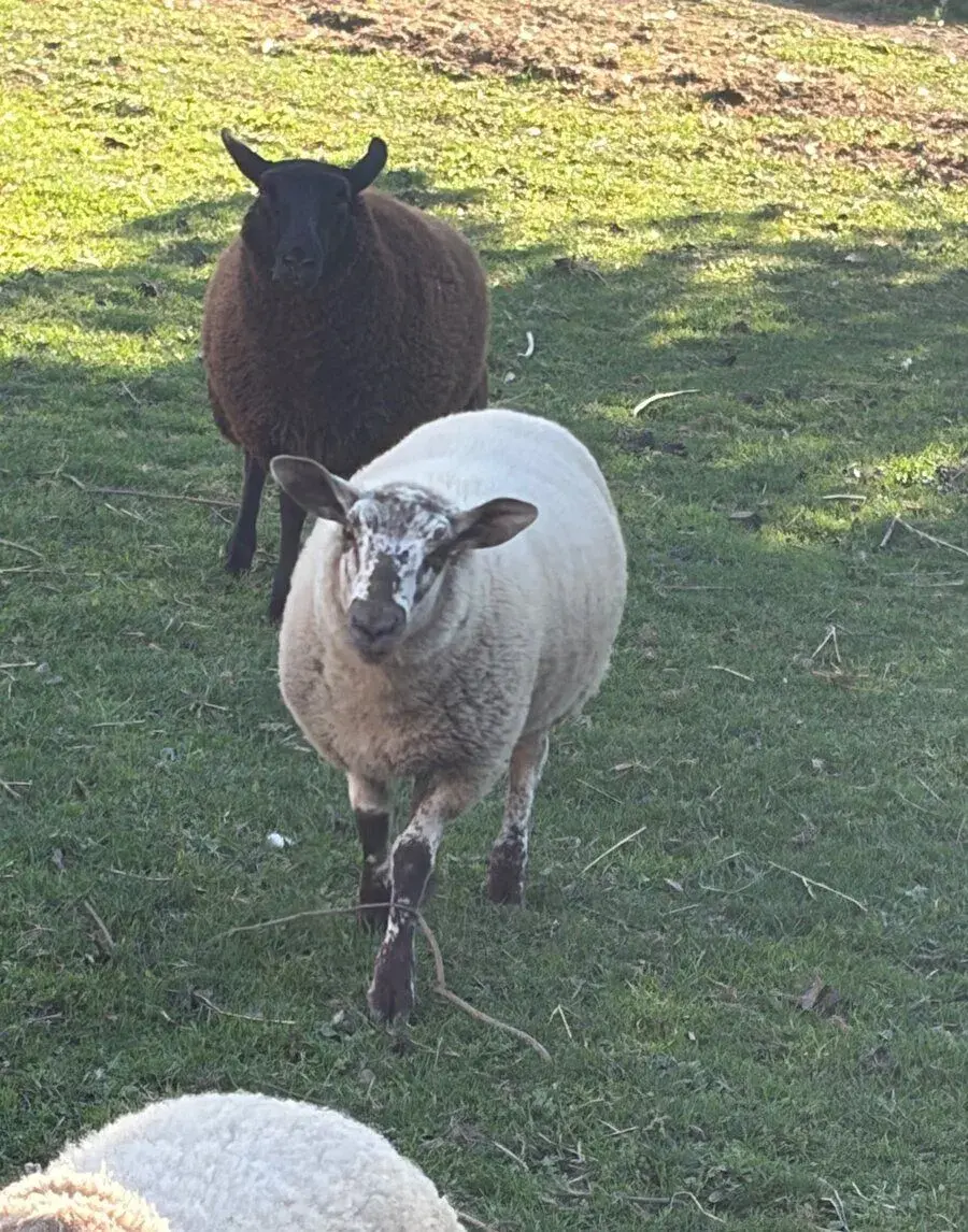 Ovečky texel