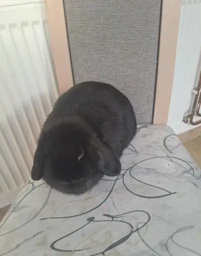 Kraličci miniature lop samičky