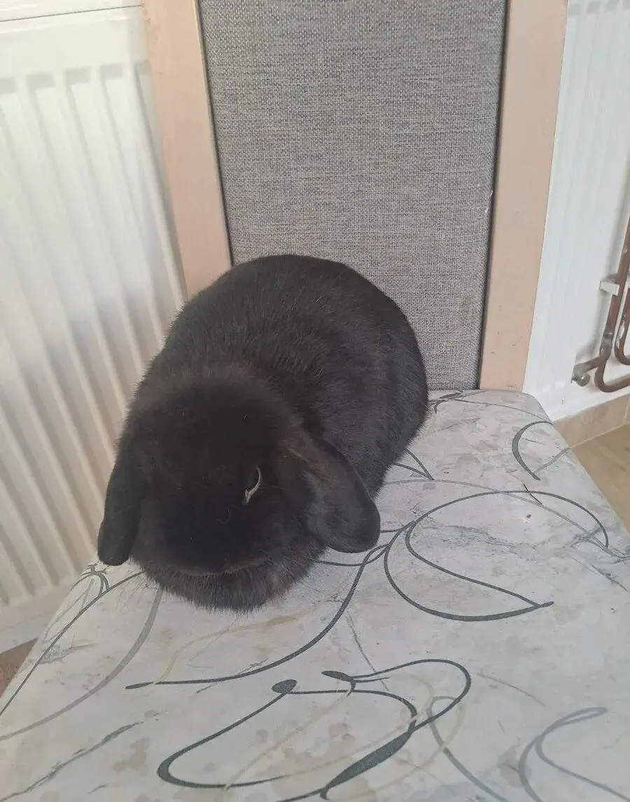 Kraličci miniature lop samičky