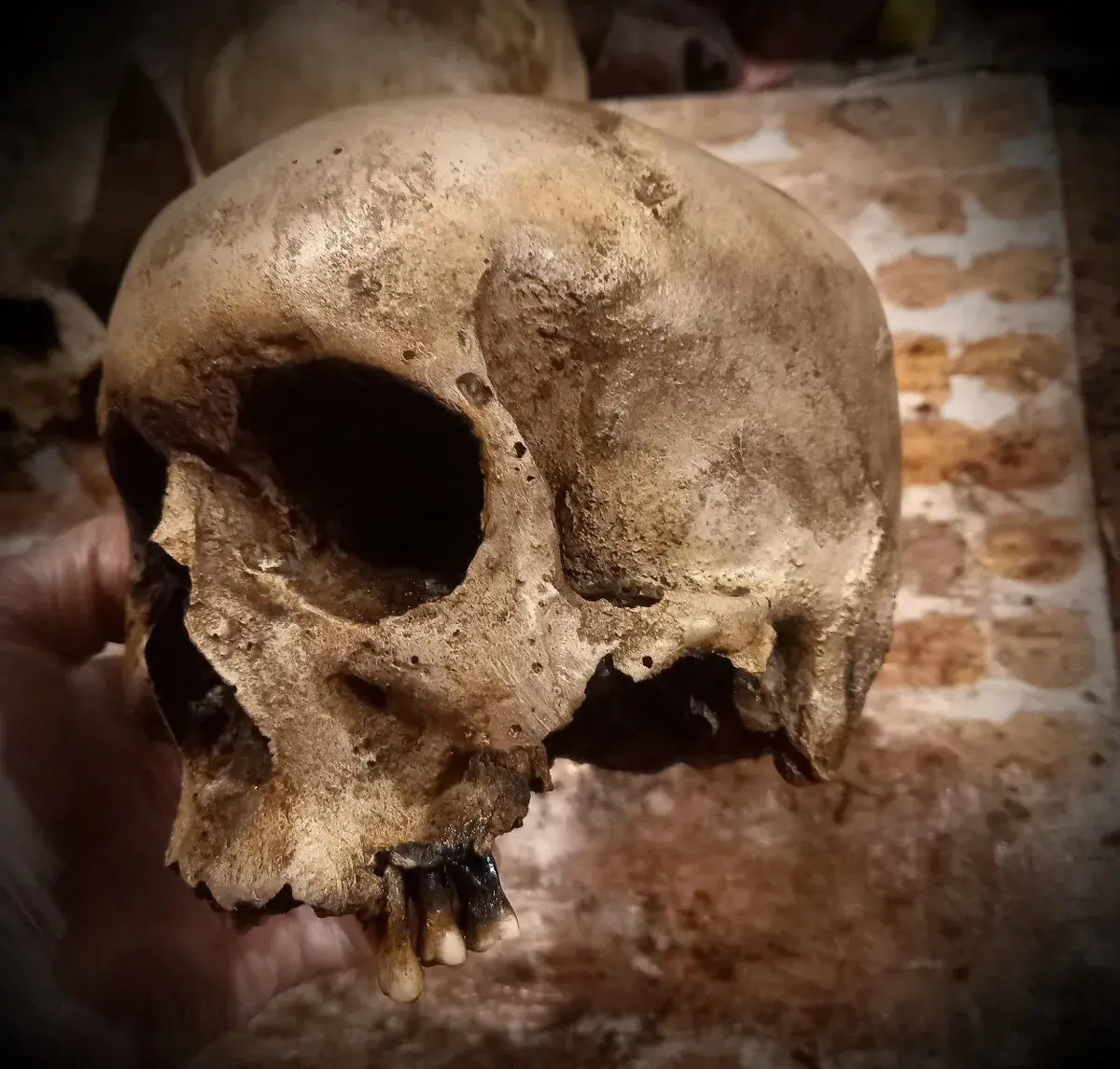 Human skull replica muž
