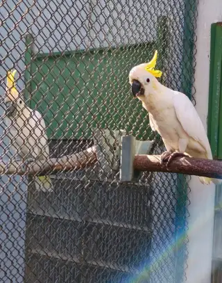 Kakadu žlutolící sulphurea
