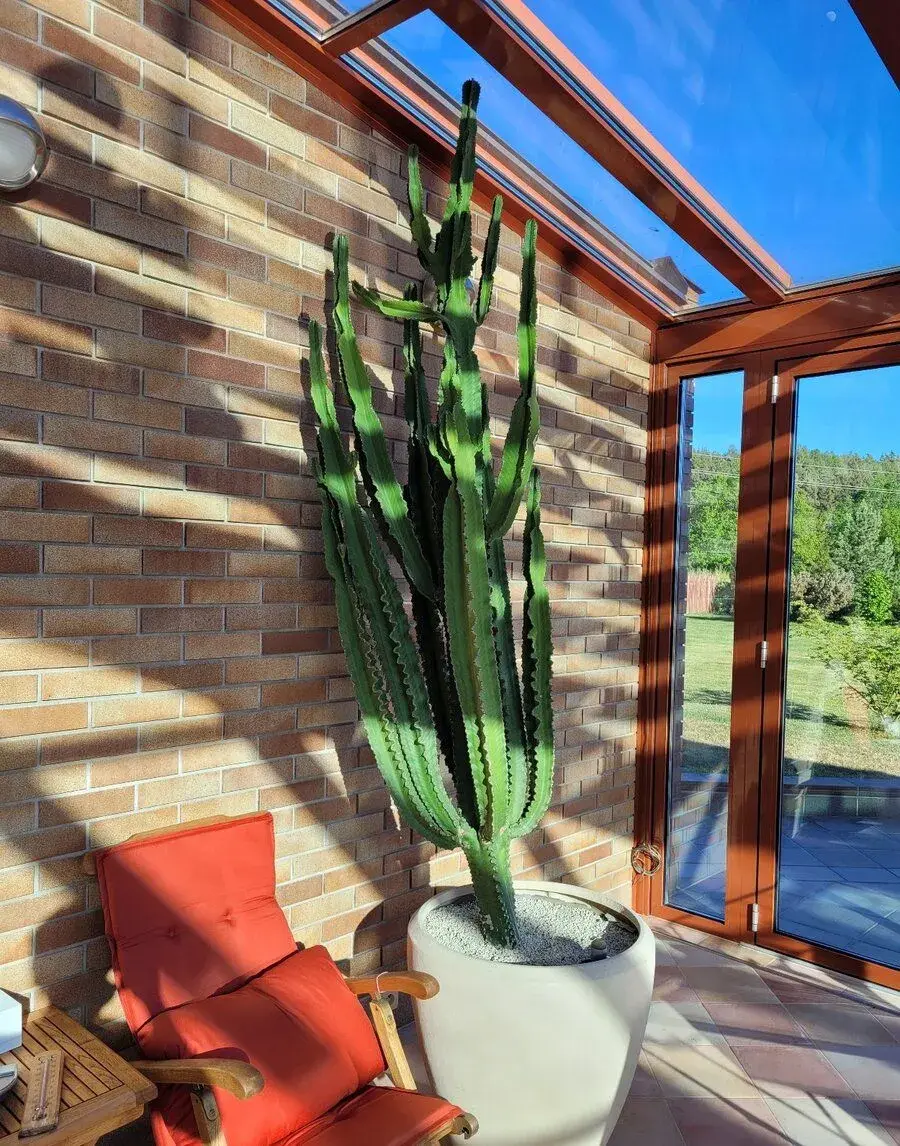 Sukulent / kaktus - Euphorbia erytrea