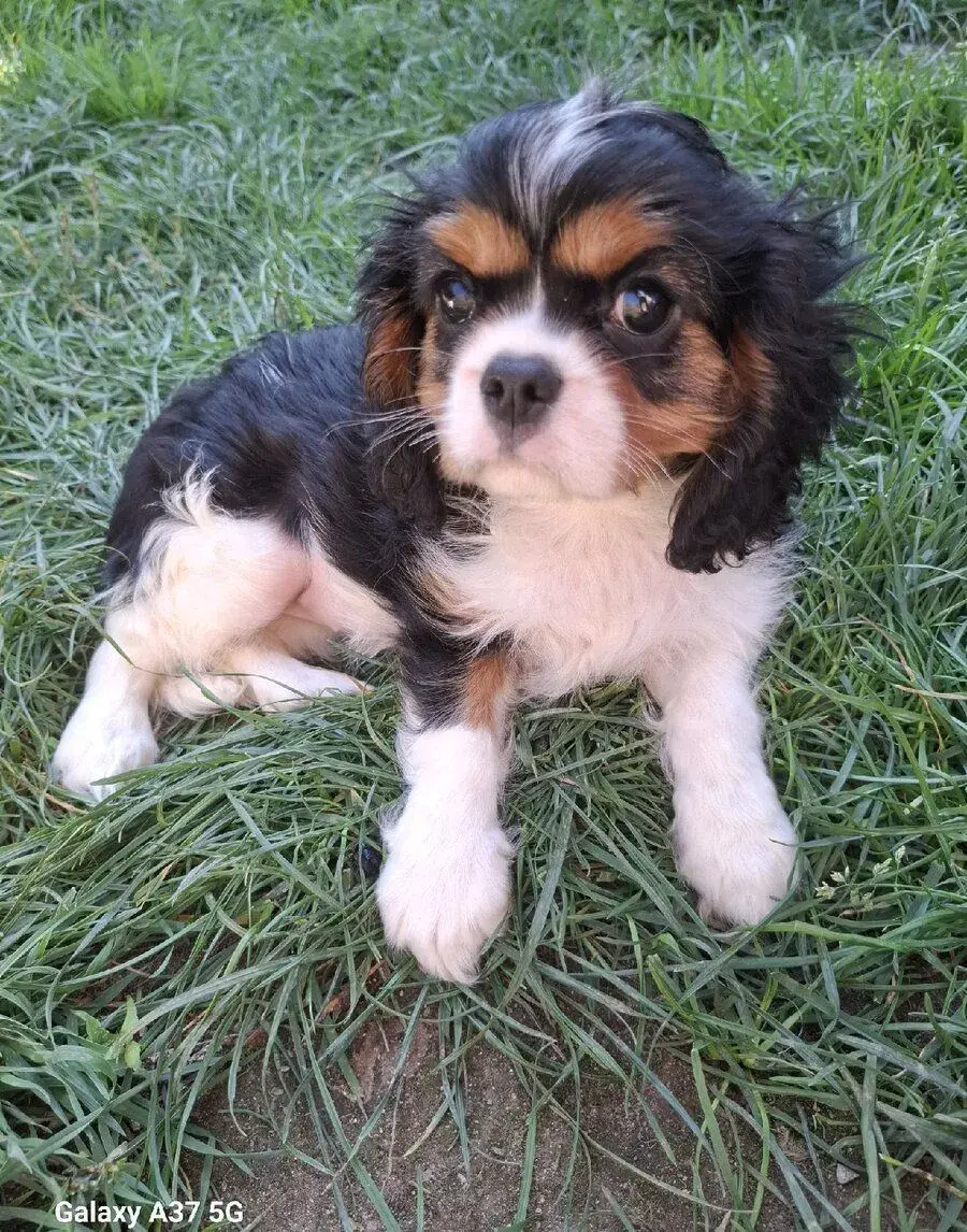 Kavalír King Charles španěl