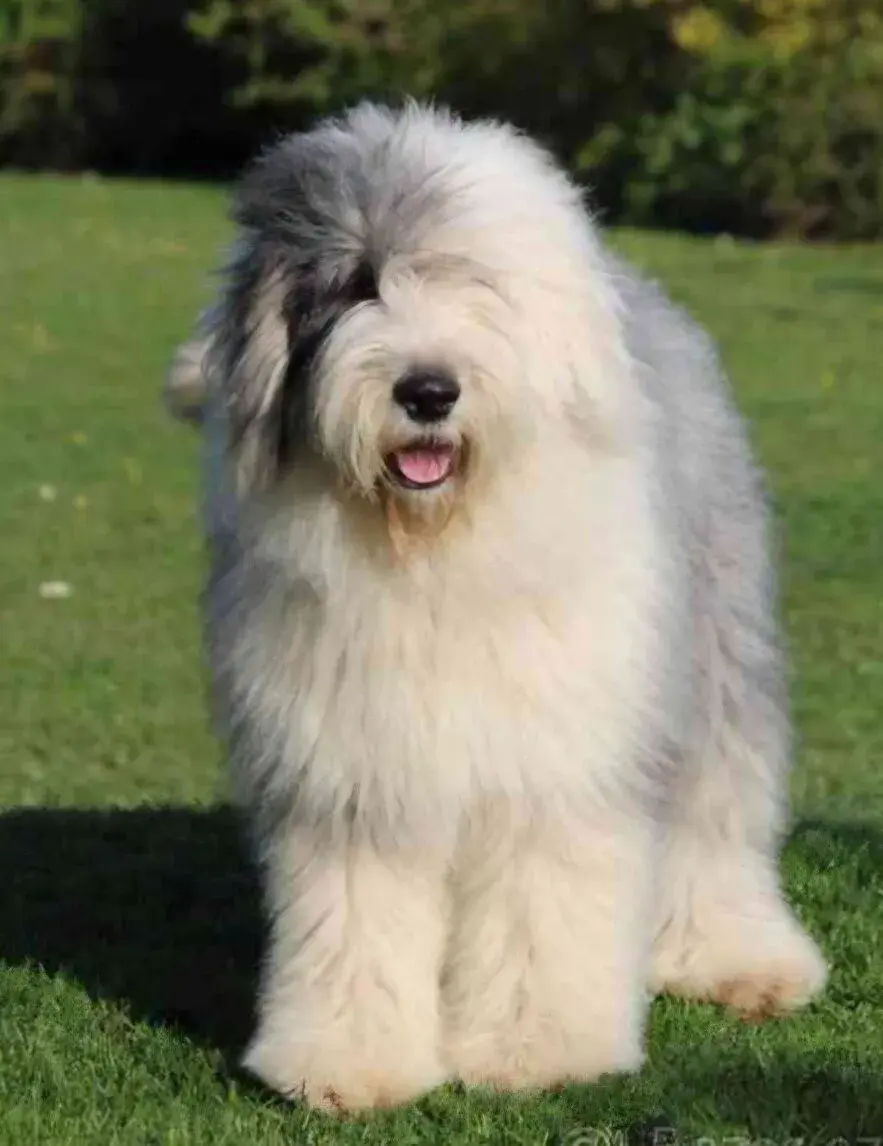 Bobtail štěňata fenky
