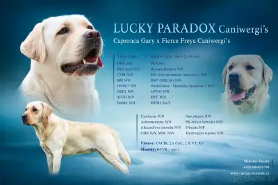 Nabídka krytí - labradorský retrívr