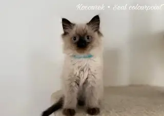 Ragdoll koťátka bez pp