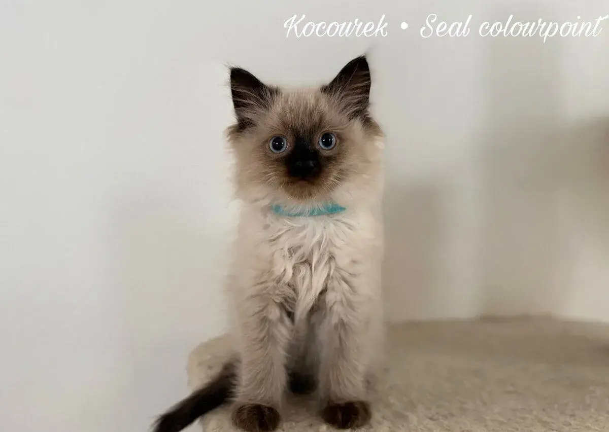 Ragdoll koťátka bez pp