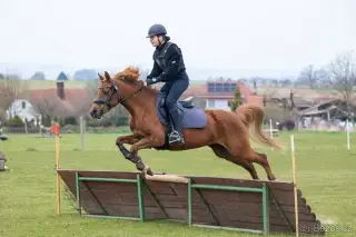 Klisnu pony B
