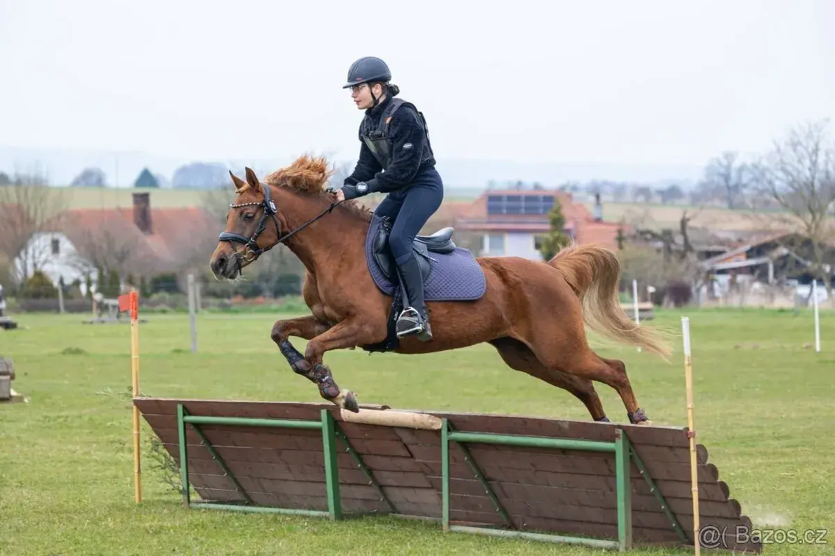 Klisnu pony B