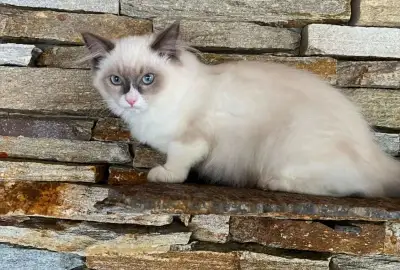 Ragdoll kočička