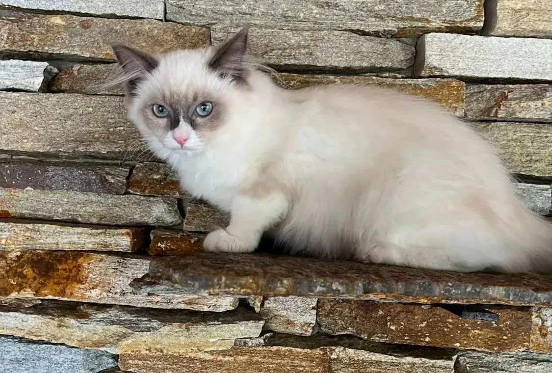 Ragdoll kočička