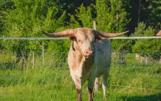 Plemenný býk texas longhorn