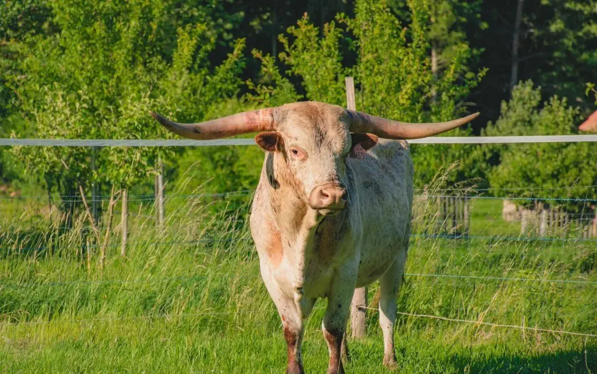 Plemenný býk texas longhorn
