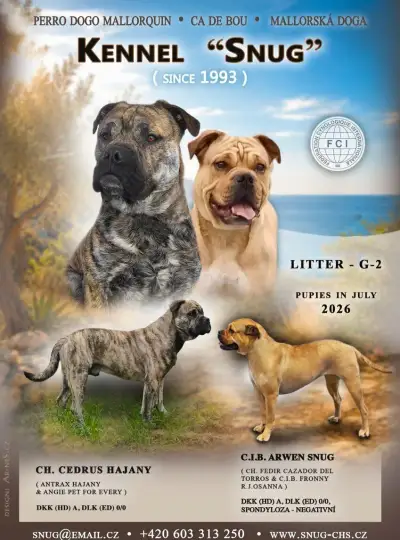 Malorská doga - Perro dogo mallorquin - Ca De Bou