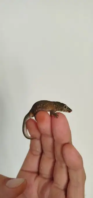 Eurydactylodes agricolae (můžu vzít na ŽE- 17.10.)