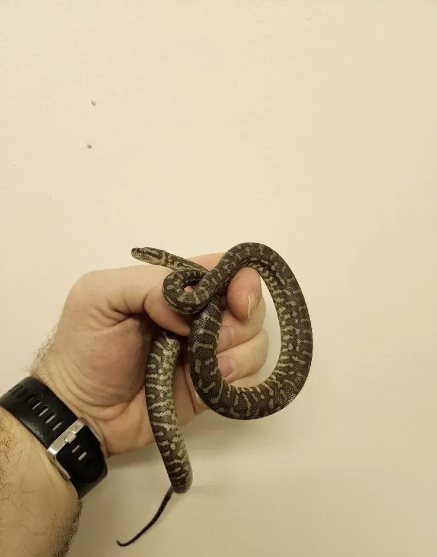 Krajty, Morelia bredli