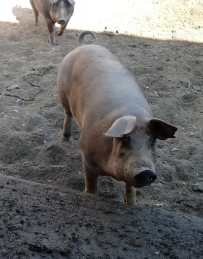 Kvalitní přeštické prase z farmy - 40 Kč/kilo(půlky)