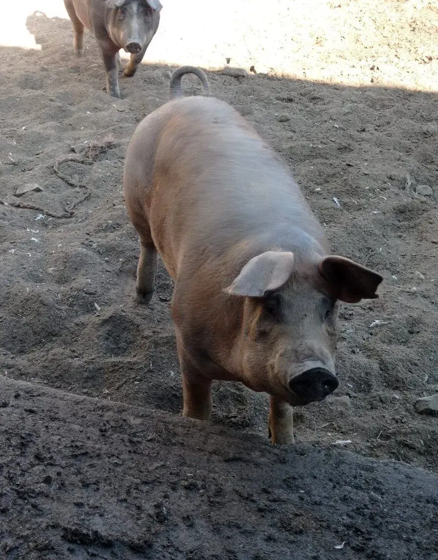Kvalitní přeštické prase z farmy - 40 Kč/kilo(půlky)