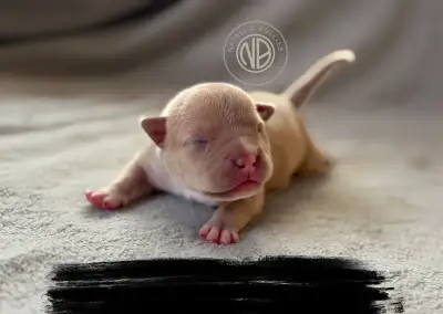 American Bully pocket s PP