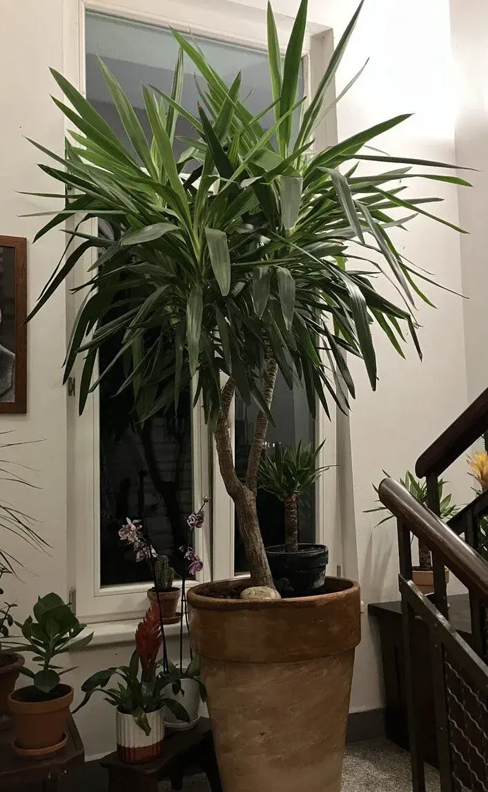Solitérní dekorace-15letá Yucca 170 cm vysoká, 120 cm široká