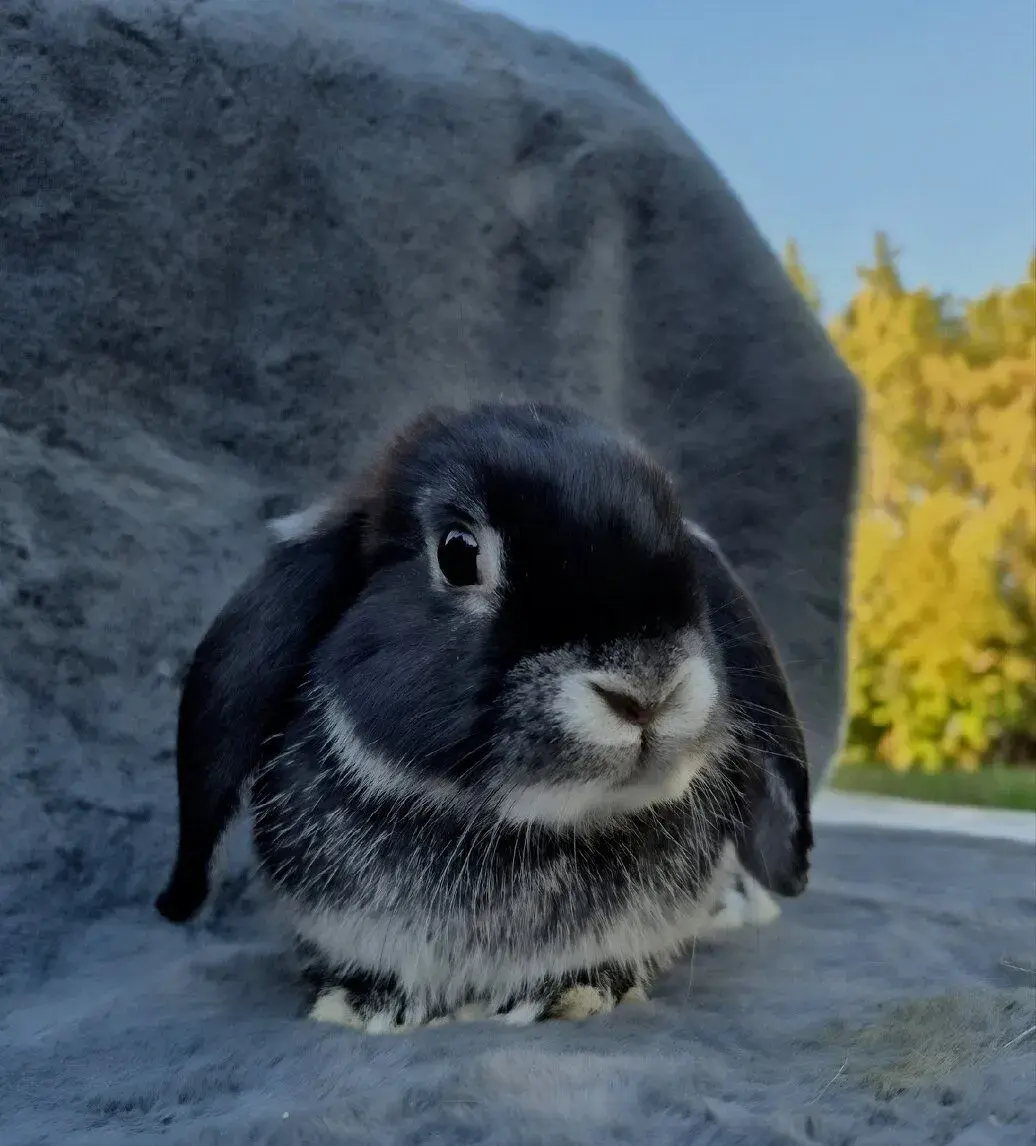 Minilop zakrslý králík, beránek, samička 6