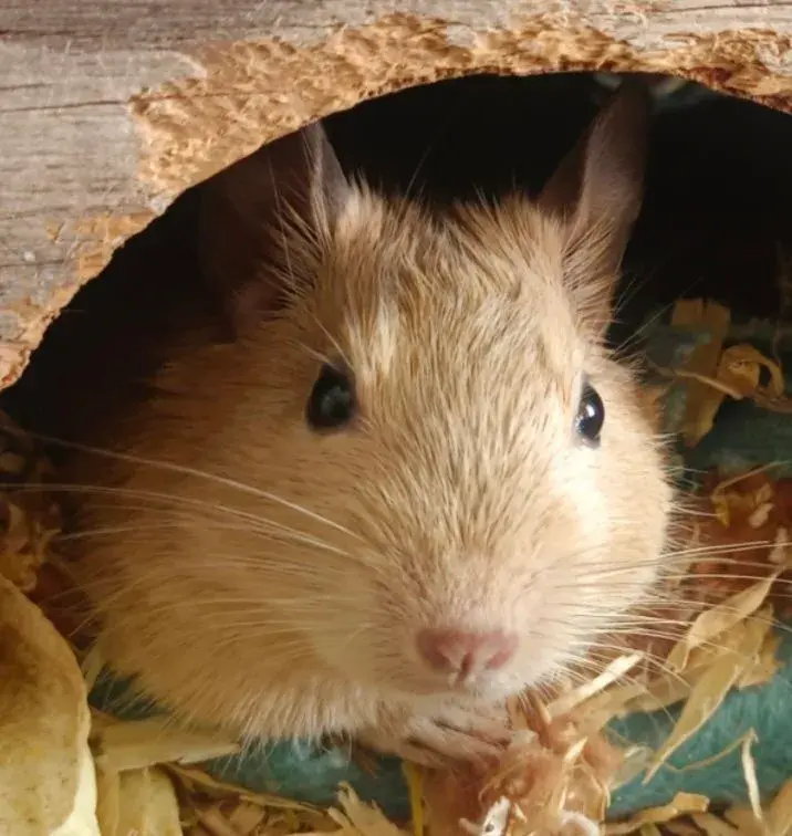 Osmak degu