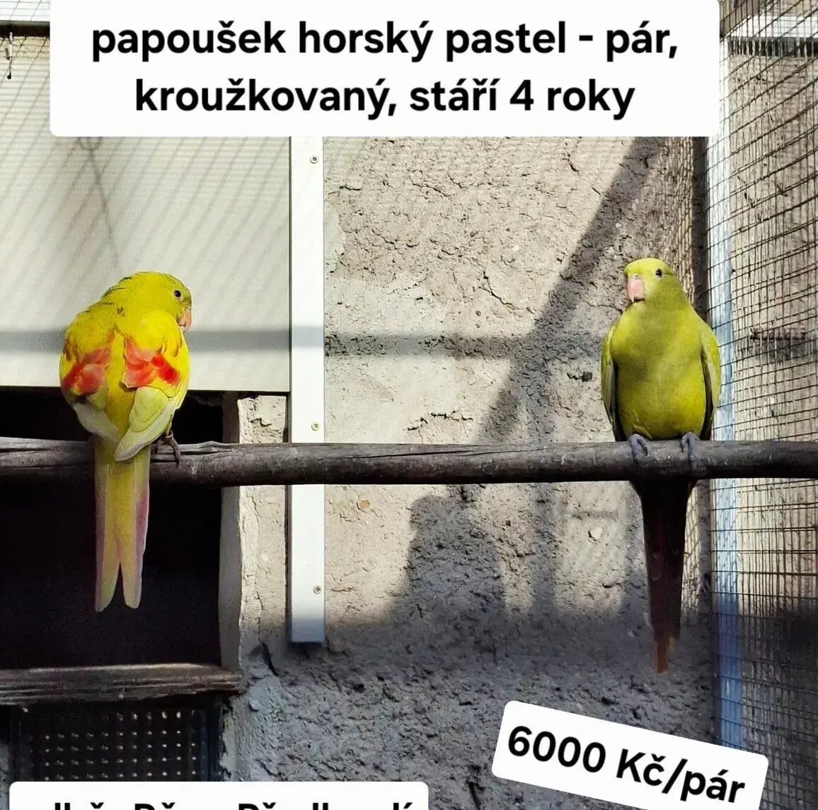 Papoušek horský - pár