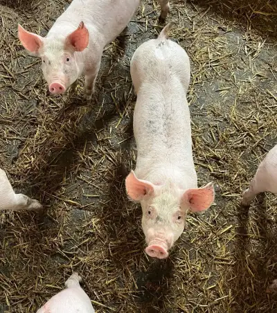Selata