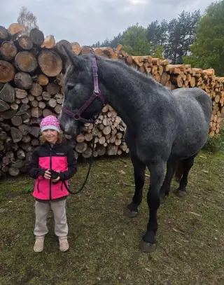 Percheron