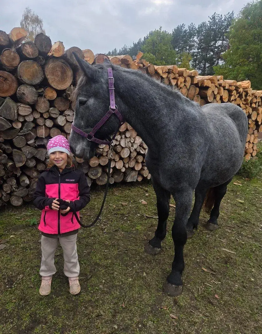 Percheron