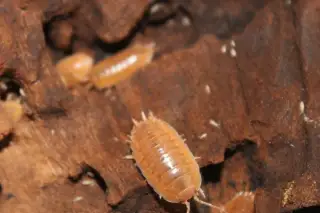 Stínky, isopody porcellio laevis “orange”