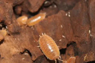 Stínky, isopody porcellio laevis “orange”