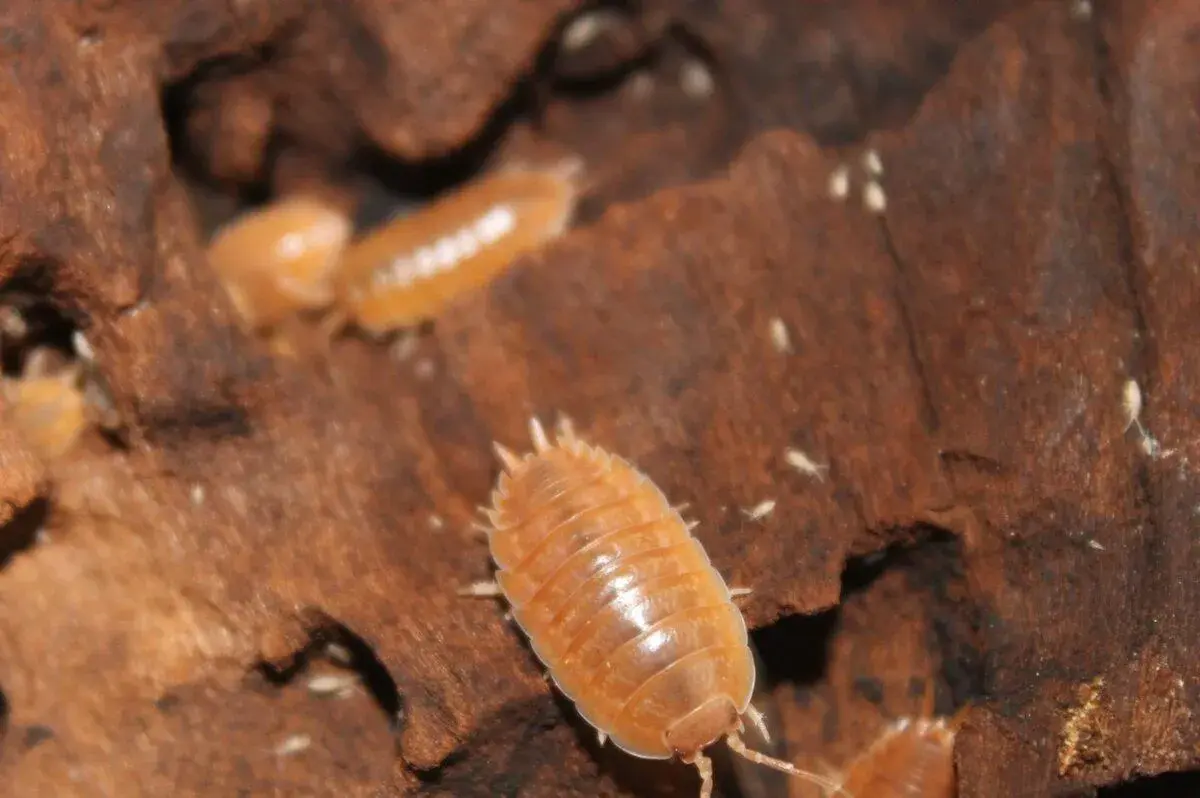 Stínky, isopody porcellio laevis “orange”