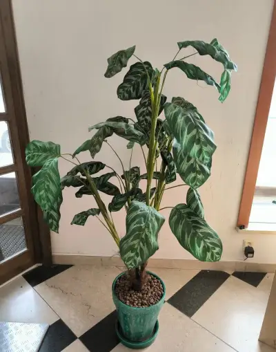 Umělá rostlina květina Calathea 160cm