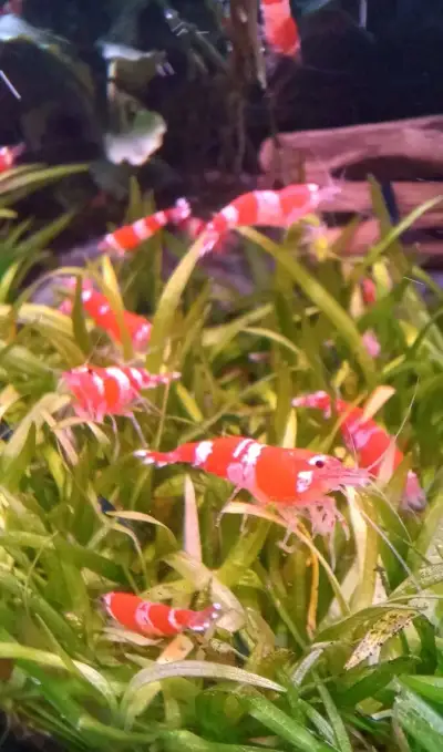 Krevetky Red Crystal