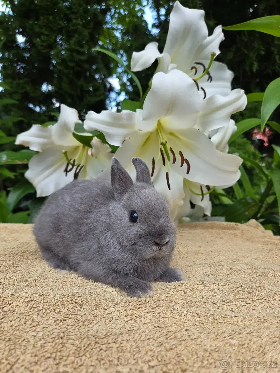 Mini miminka přeprava po celé ČR