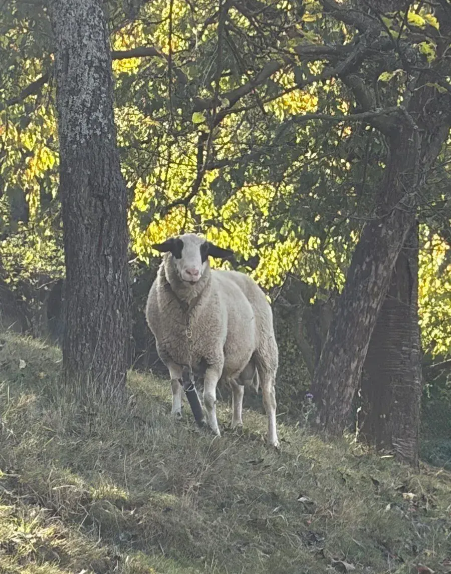Berana