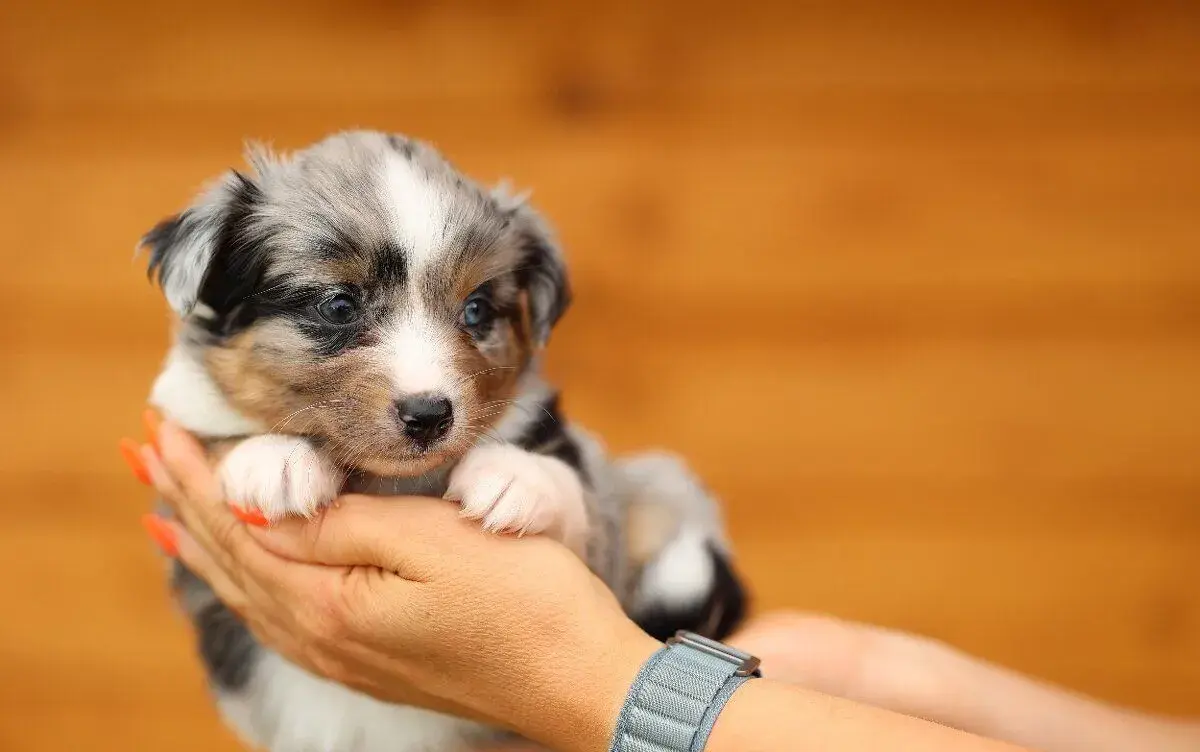 Miniaturní americký ovčák s PP - blue merle fenka