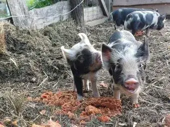 Mazlivá selátka kune kune – 4 kanečci a 1 sviňka - čistokrev