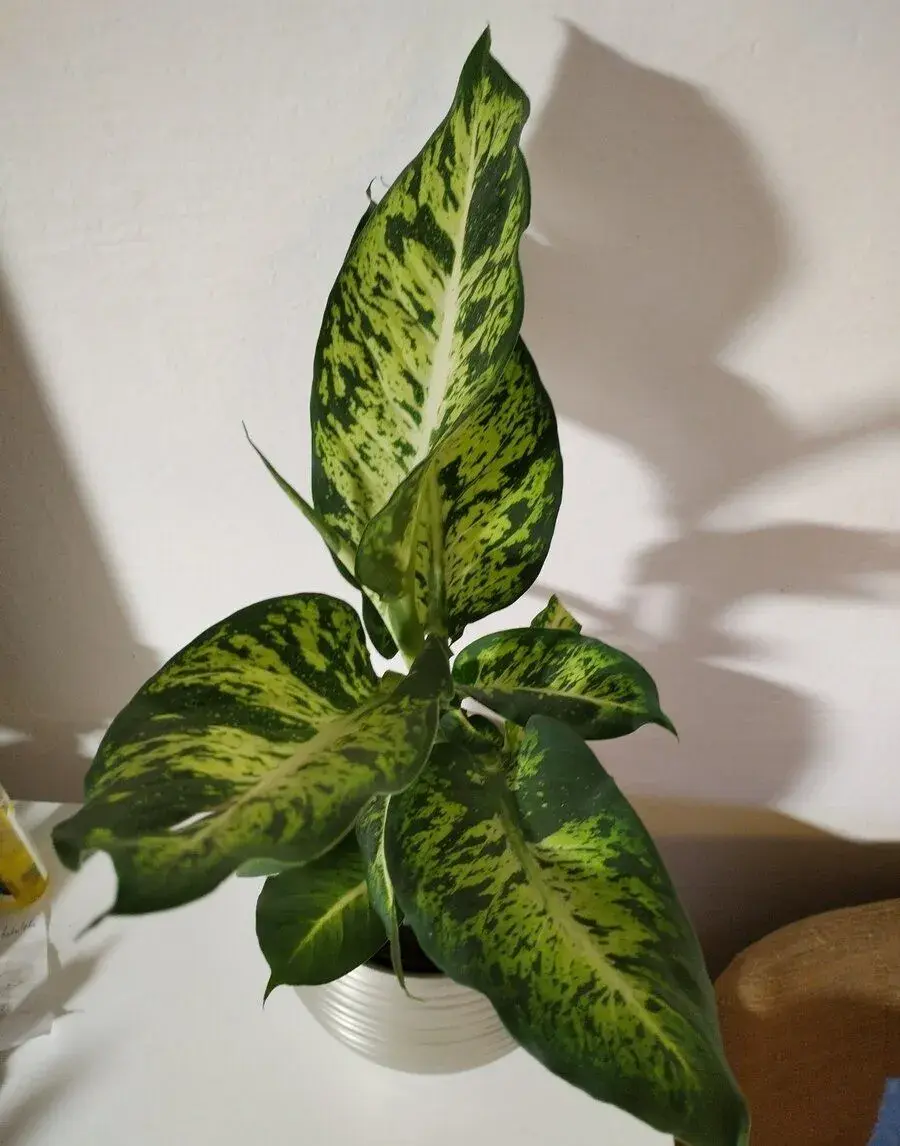 Dieffenbachia