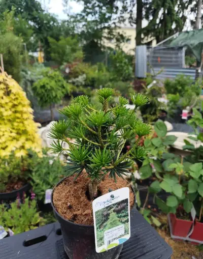 Pajehličník green diamont
