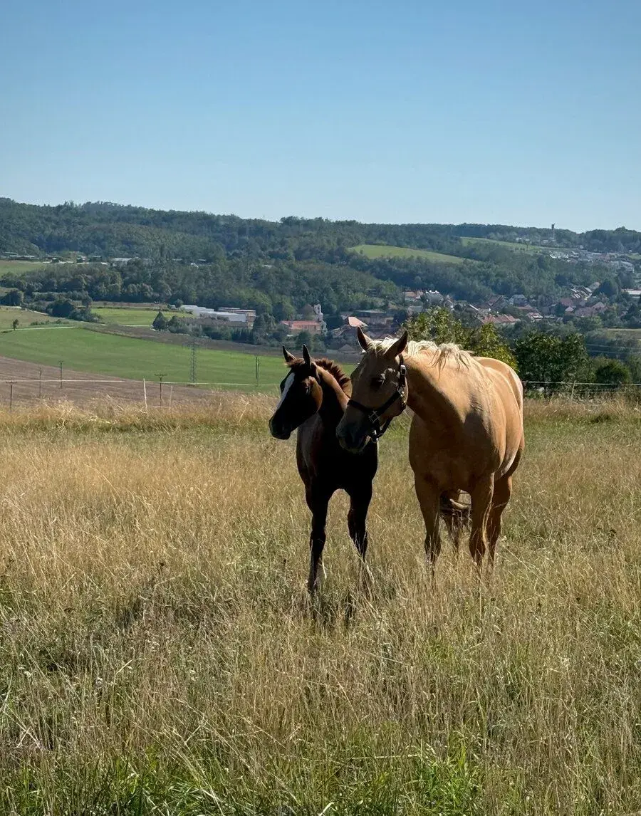 Letošní AQHA hřebeček