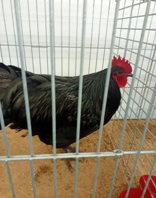 Kohouty australky velké černé