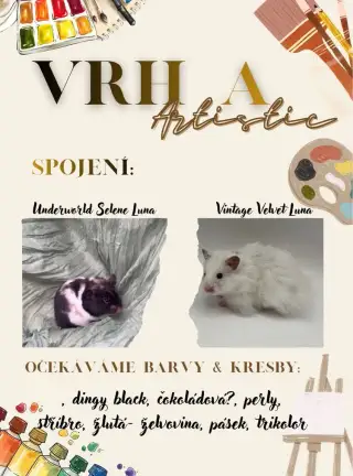 Přijímáme rezervace na vrh A křečka syrského 🐹