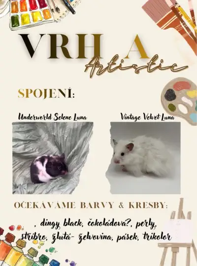 Přijímáme rezervace na vrh A křečka syrského 🐹
