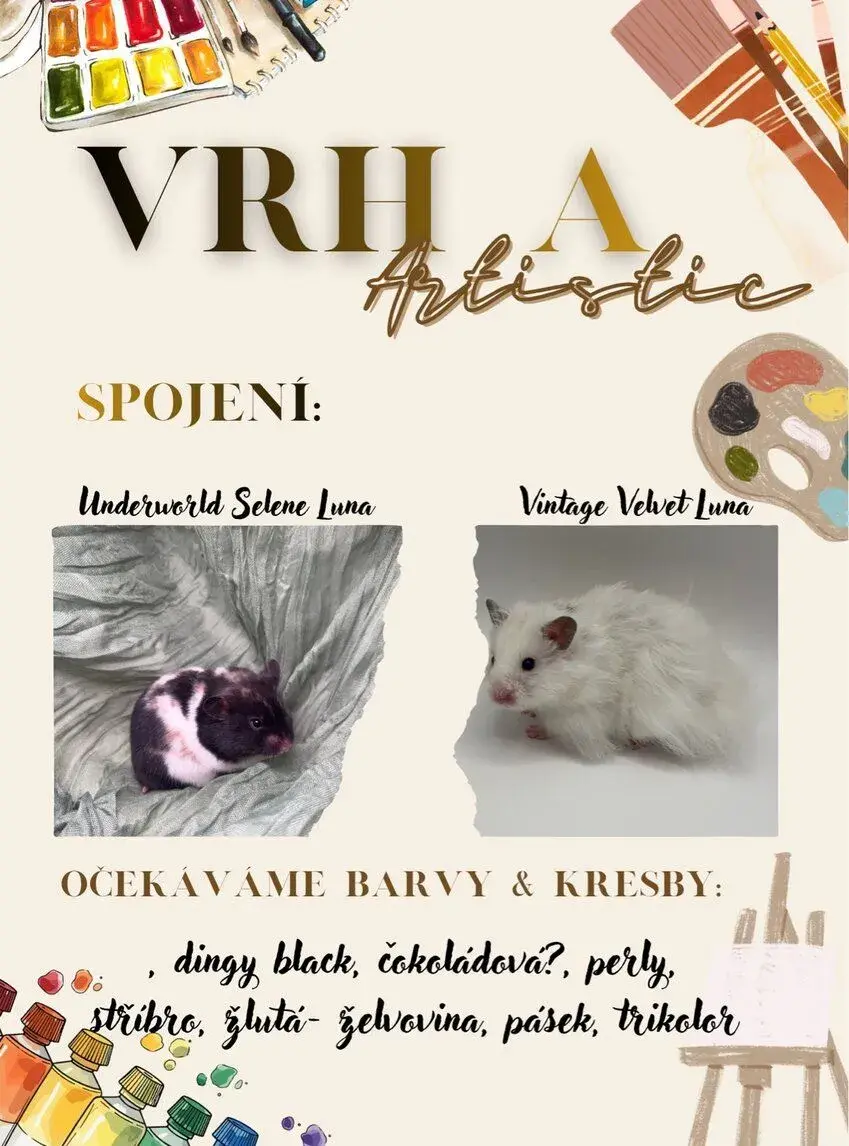Přijímáme rezervace na vrh A křečka syrského 🐹