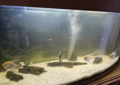Akvario s příslušenstvím a rybkami