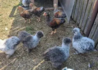 Kohoutci zdrobnělých plemen