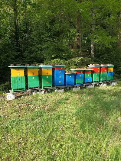 Včely - zavedené stanoviště včetně 8 včelstev, Kamenice n/L