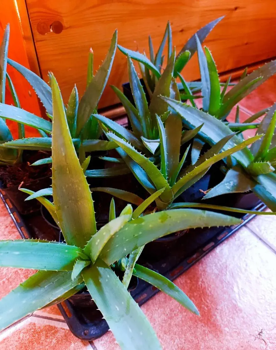 Pravé léčivé aloe vera i s recepty
